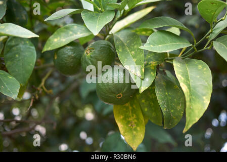Citrus x aurantium Stock Photo