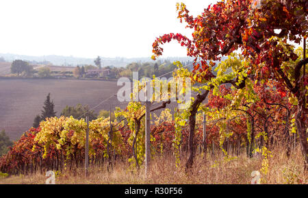 Autumn vineyards in Tuscany. Travel in Italy. Sky and fields winorada