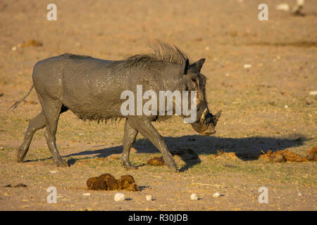 A Common Warthog (Phacochoerus africanus) enjoys a mudbath at a waterhole in Etosha, Namibia. Stock Photo