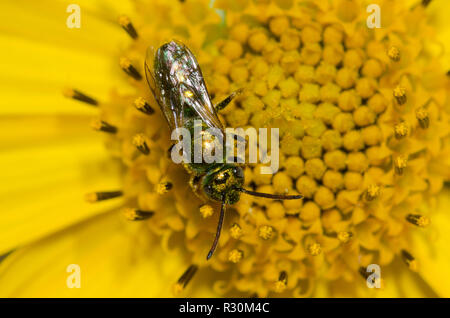 Sweat Bee, Augochlorella sp. foraging on yellow composite flower Stock Photo