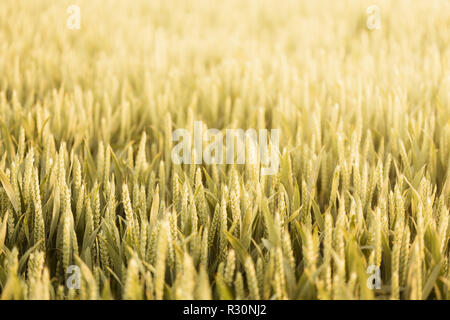 Ripe golden wheat growing in a field. Suitable for use as a background Stock Photo