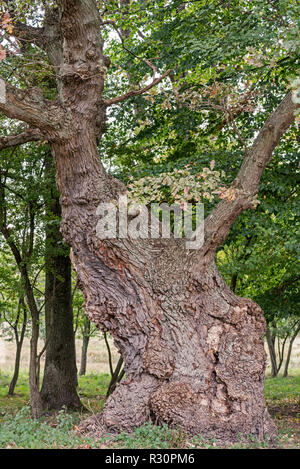 Centuries old English oak / pedunculate oak (Quercus robur) in late summer / autumn Stock Photo