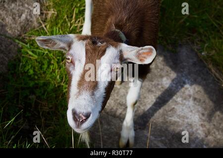 Brown and White Goat staring at camera at Cushendun Caves, Co. Antrim, Northern Ireland Stock Photo