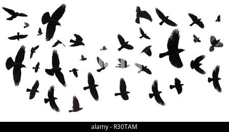 Flock of birds flying in sky. (Jackdaw, Corvus Monedula). Isolated against a white background with clipping path. Stock Photo