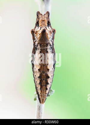 Tiger swallowtail (Papilio) butterfly chrysalis - Macro view on a soft green background Stock Photo
