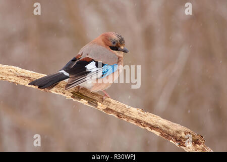 Eurasian jay (Garrulus glandarius) sits half-turned on a branch under falling snow in a forest park (fluffed out feathers). Stock Photo