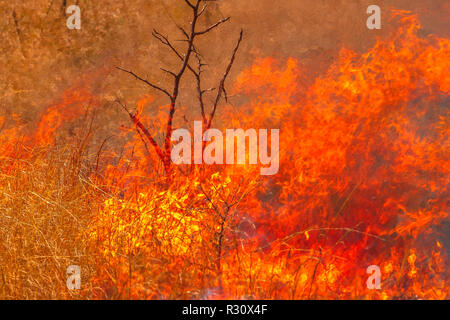 Bushfire with details of flames. Grassland in Australian Outback. Dangerous fires in dry season. Fire background. Stock Photo