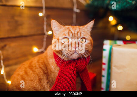 Ginger british cat in red knitted scarf sitting under Christmas tree and present boxes. Stock Photo