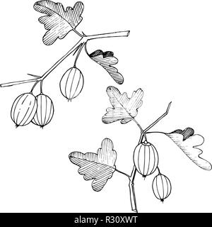 Vector. Black and white engraved ink art. Isolated gooseberry il Stock Vector