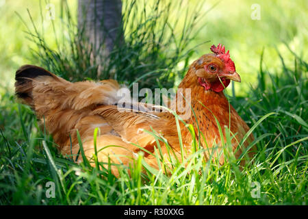 Chicken lying on grass Stock Photo