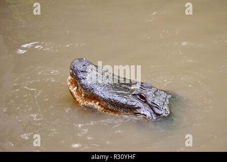 Close up view of an American alligator Latin name alligator mississippiensis with mouth open Stock Photo