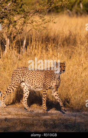 A cheetah seen in Zimbabwe's Hwange National Park Stock Photo