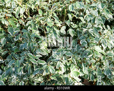 Hedera helix marginata is an evergreen garden plant with white margins, a climbing shrub against walls or ground cover for weed prevention. London, UK Stock Photo
