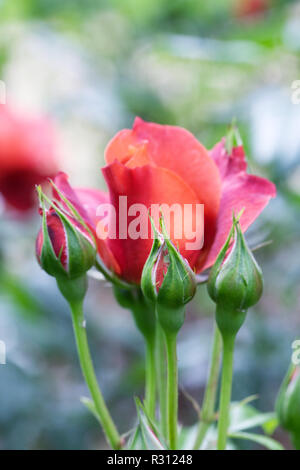 Rosa Hot Chocolate 'Wekpaltlez' flower. Stock Photo