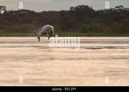 An amazon freshwater dolphin also known as the Tucuxi (Sotalia fluviatilis) jumps out of the amazon river at sunset. Stock Photo