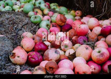 A large pile of rotten apples on the ground, the concept of a spoiled harvest Stock Photo
