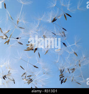 dandelion seeds in blue back Stock Photo