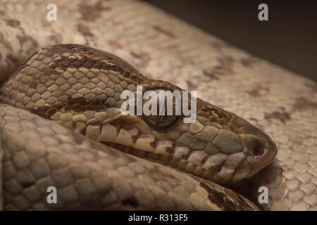 A close up image of a wild Amazon tree boa (Corallus hortulanus) from Madre de Dios, Peru. Stock Photo