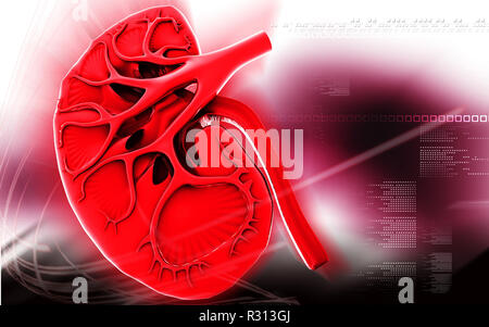Kidney Desktop Kidney anatomy, computer illustration Stock Photo - Alamy