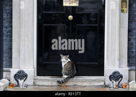 London, UK. 20th Nov, 2018. Larry, the cat and Chief Mouser to the Cabinet Office is seen seated on the steps at No 10 Downing Street just before the Cabinet Ministers start arriving to attend the weekly Cabinet meeting. Credit: Dinendra Haria/SOPA Images/ZUMA Wire/Alamy Live News Stock Photo