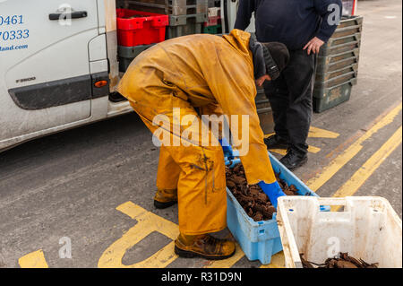 Schull, West Cork, Ireland. 21st Nov, 2018. A fisherman loads his catch of brown crab into a van which will take the catch to Castletownbere for processing. Credit: Andy Gibson/Alamy Live News Stock Photo