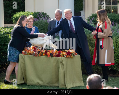 United States President Donald J. Trump touches 'Peas' as he issues the pardon for him during the ceremony where he and First Lady Melania Trump, right, hosted the National Thanksgiving Turkey Pardoning Ceremony in the Rose Garden of the White House in Washington, DC on Tuesday, November 20, 2018. According to the White House Historical Association, the ceremony originated in 1863 when US President Abraham Lincoln's granted clemency to a turkey. The tradition jelled in 1989 when US President George HW Bush stated 'But let me assure you, and this fine tom turkey, that he will not end up on any Stock Photo