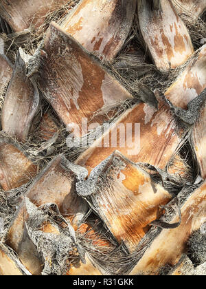 palm tree texture - palm tree trunk closeup Stock Photo