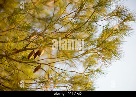 Pine branches and cones against the sky - natural background with selective focus on th cones. Stock Photo