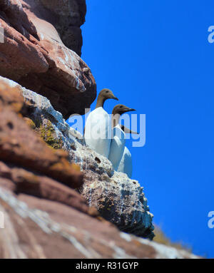 Nesting guillemots on red stone cliffs of Arbroath, Scotland Stock Photo