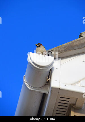 A house sparrow sits  on a roof drain in summer Stock Photo
