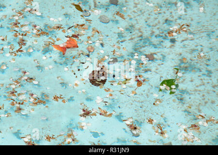 Small white flower petals floating on water. Stock Photo