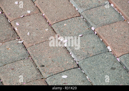 Flower petals on a brick path. Stock Photo