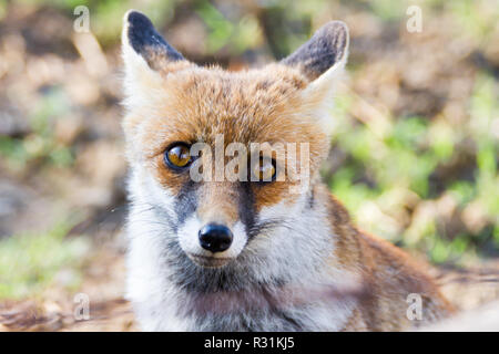 Alberese (Gr), Italy, fox close up in the Maremma park, Tuscany, Italy Stock Photo
