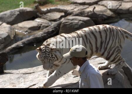 White tiger Stock Photo