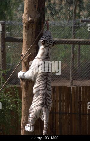 White tiger Stock Photo