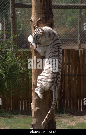 White tiger Stock Photo