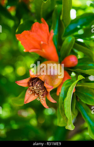 Pomegranate in fruit and flower stage on the tree, green leaves. Red pomegranate fruit on the tree in leaves Stock Photo