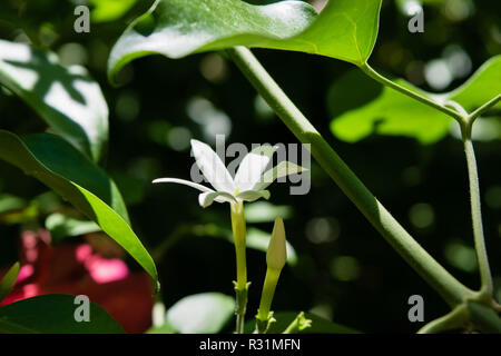 Azores Jasmine (Jasminum azoricum) flower in garden, blooming jasmine Stock Photo