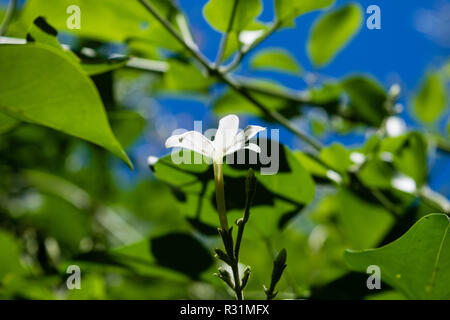 Azores Jasmine (Jasminum azoricum) flower in garden, blooming jasmine Stock Photo