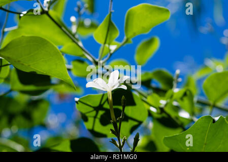 Azores Jasmine (Jasminum azoricum) flower in garden, blooming jasmine Stock Photo