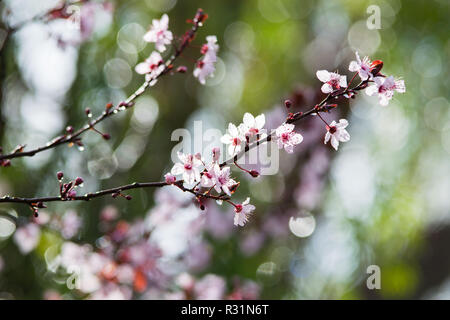 Cherry plum tree bloom. Branch of a purple leaf plum tree (Prunus cerasifera) Stock Photo