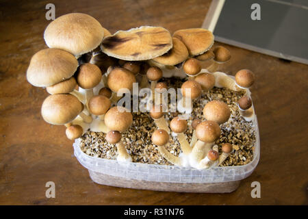 Psychedelic magic mushrooms growing at home, cultivation of psilocybin mushrooms in cake Stock Photo