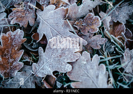 photo of frozen oak leaves on ground Stock Photo