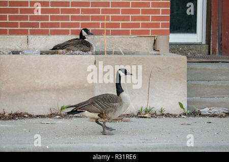 Canada goose 2025 imitation island