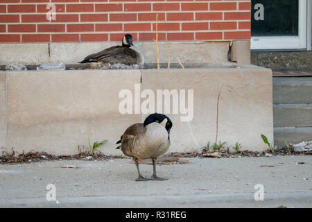 Canada goose shop imitation island