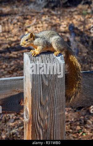 Eastern Fox squirrel (Sciurus niger) sitting on weathered wood fence post, Castle Rock Colorado US. Photo taken in November. Stock Photo