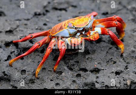 clip crab Stock Photo