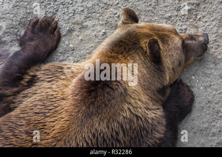 Beautiful brown bear in the bear pit of Bern, Switzerland Stock Photo