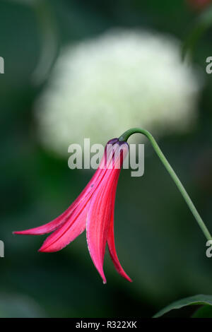 Lilium canadense var coccineum,Canadian lily,lilies,red,flower,flowers,flowering,canadian wildflower,RM Floral Stock Photo