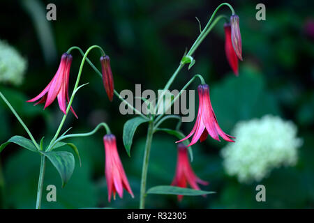 Lilium canadense var coccineum,Canadian lily,lilies,red,flower,flowers,flowering,canadian wildflower,RM Floral Stock Photo